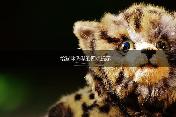 给猫咪洗澡的四点提示,第1张 给猫咪洗澡的四点提示,第1张