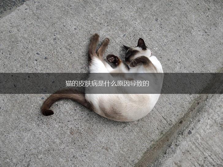 猫的皮肤病是什么原因导致的,第1张 猫的皮肤病是什么原因导致的,第1张