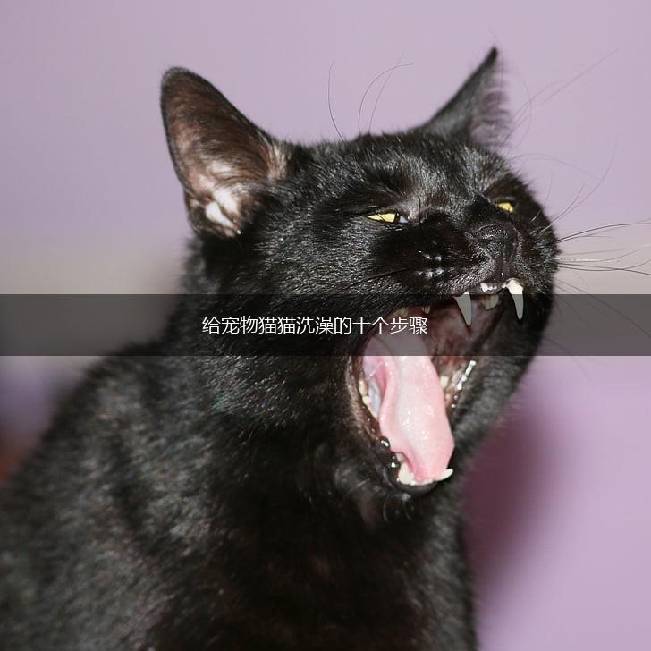 给宠物猫猫洗澡的十个步骤,第1张