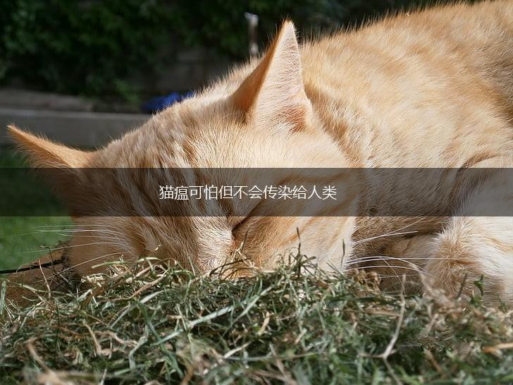 猫瘟可怕但不会传染给人类,第1张 猫瘟可怕但不会传染给人类,第1张