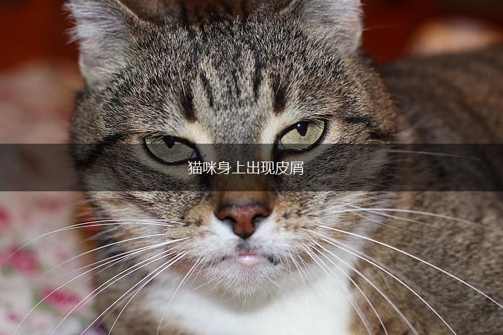 猫咪身上出现皮屑,第1张 猫咪身上出现皮屑,第1张