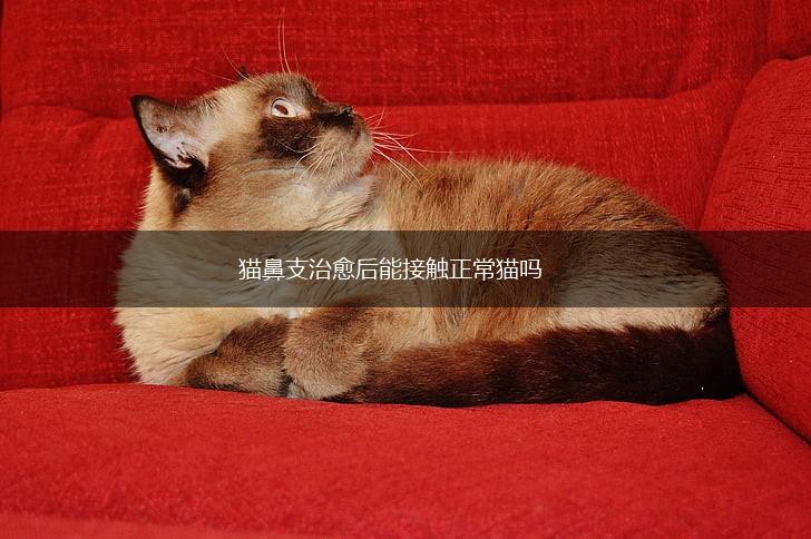 猫鼻支治愈后能接触正常猫吗,第1张 猫鼻支治愈后能接触正常猫吗,第1张