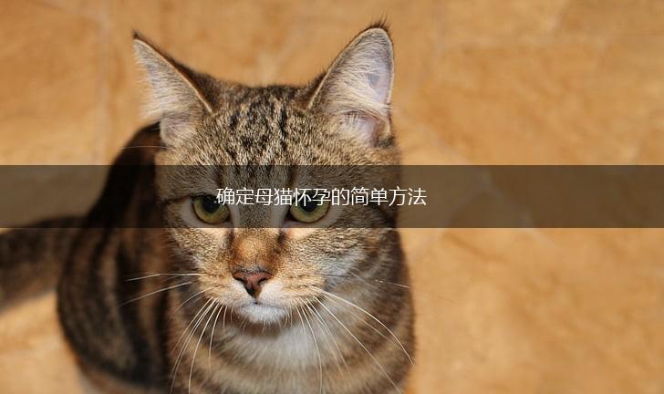 确定母猫怀孕的简单方法,第1张 确定母猫怀孕的简单方法,第1张