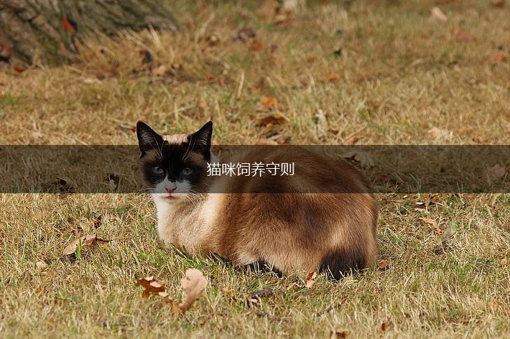猫咪饲养守则,第1张 猫咪饲养守则,第1张