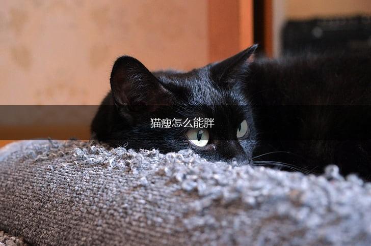 猫瘦怎么能胖,第1张 猫瘦怎么能胖,第1张