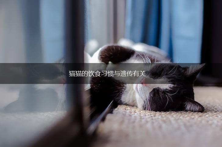 猫猫的饮食习惯与遗传有关,第1张 猫猫的饮食习惯与遗传有关,第1张