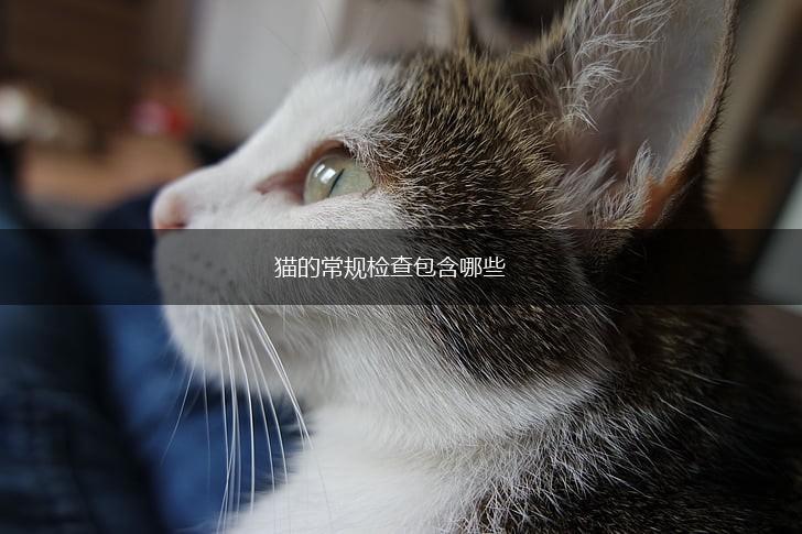 猫的常规检查包含哪些,第1张 猫的常规检查包含哪些,第1张