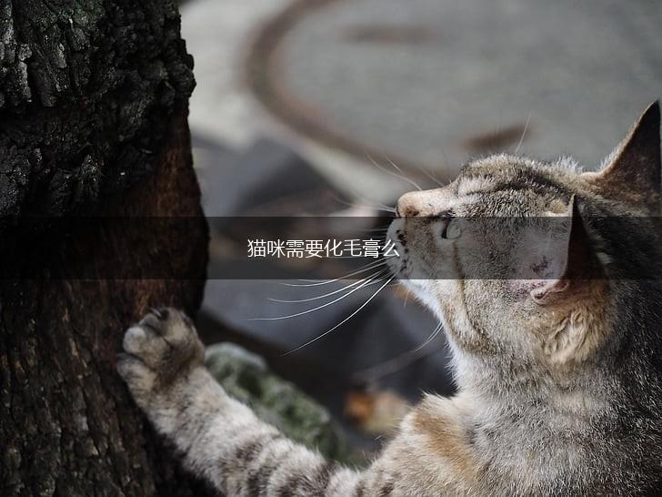 猫咪需要化毛膏么,第1张 猫咪需要化毛膏么,第1张