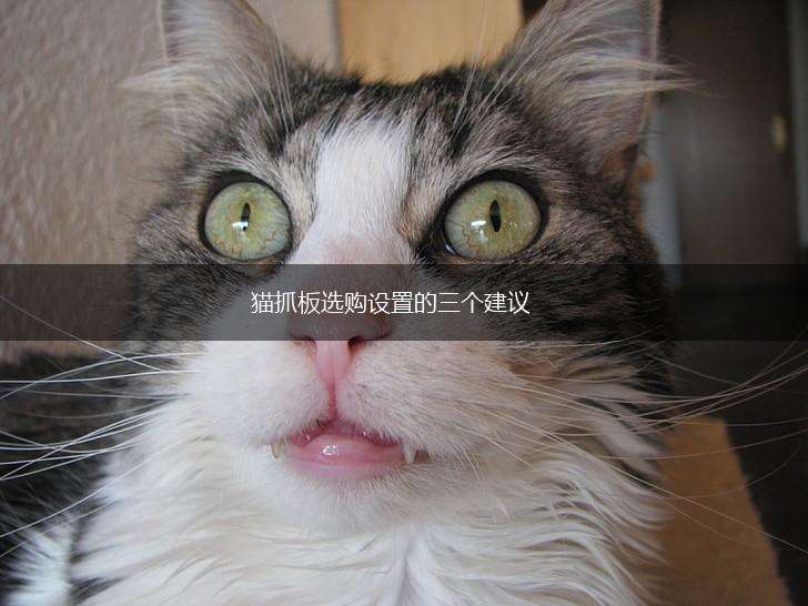 猫抓板选购设置的三个建议,第1张 猫抓板选购设置的三个建议,第1张