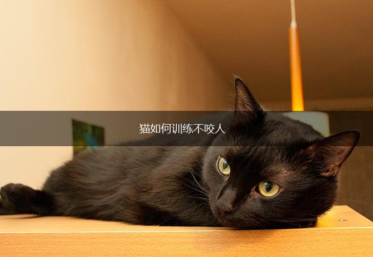 猫如何训练不咬人,第1张 猫如何训练不咬人,第1张