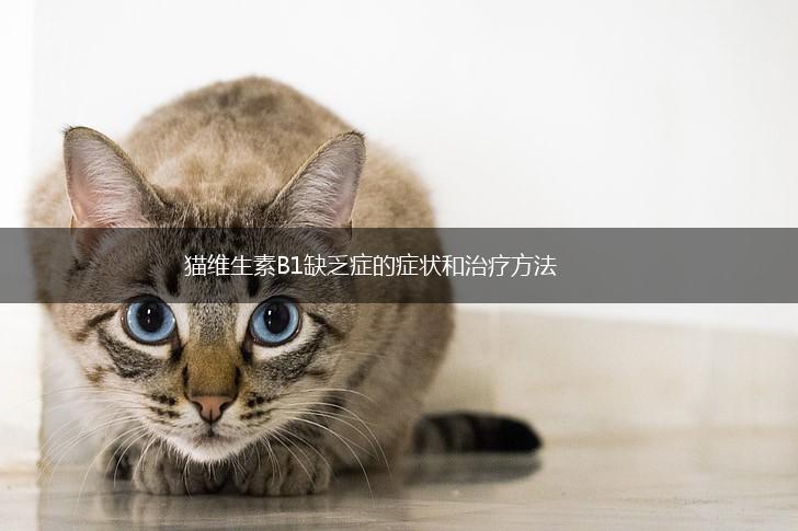 猫维生素B1缺乏症的症状和治疗方法,第1张
