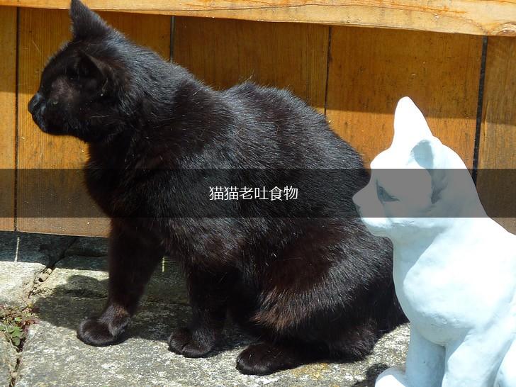 猫猫老吐食物,第1张