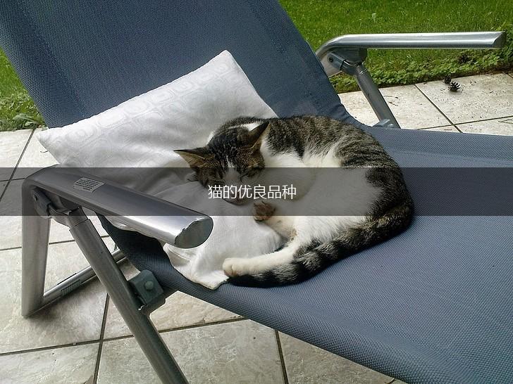 猫的优良品种,第1张 猫的优良品种,第1张