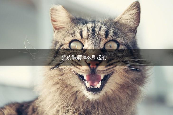 猫皮肤病怎么引起的,第1张 猫皮肤病怎么引起的,第1张