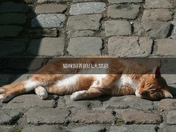 猫咪饲养的几大禁忌,第1张 猫咪饲养的几大禁忌,第1张