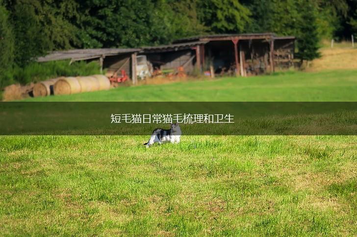 短毛猫日常猫毛梳理和卫生,第1张