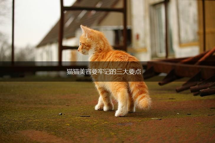 猫猫美容要牢记的三大要点,第1张 猫猫美容要牢记的三大要点,第1张