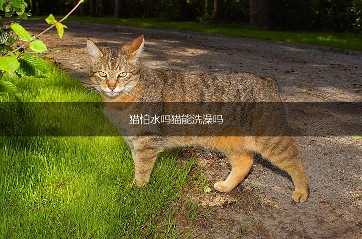 猫怕水吗猫能洗澡吗,第1张 猫怕水吗猫能洗澡吗,第1张