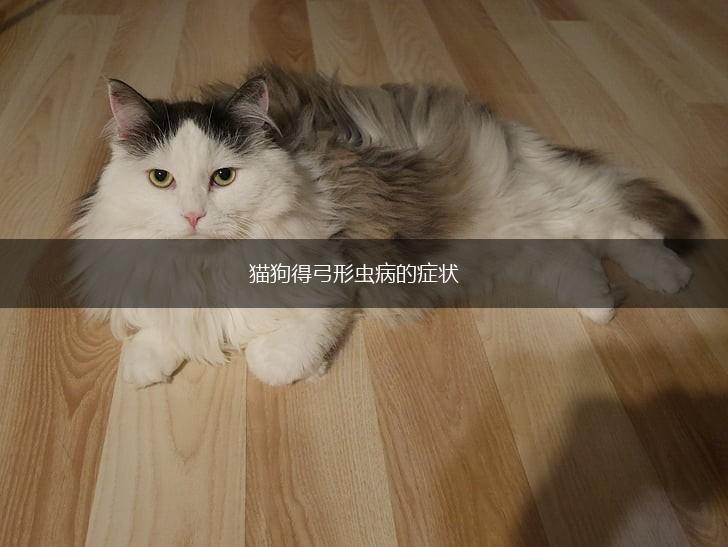 猫狗得弓形虫病的症状,第1张 猫狗得弓形虫病的症状,第1张