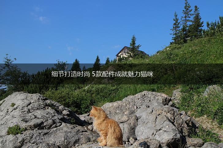 细节打造时尚 5款配件成就魅力猫咪,第1张 细节打造时尚 5款配件成就魅力猫咪,第1张