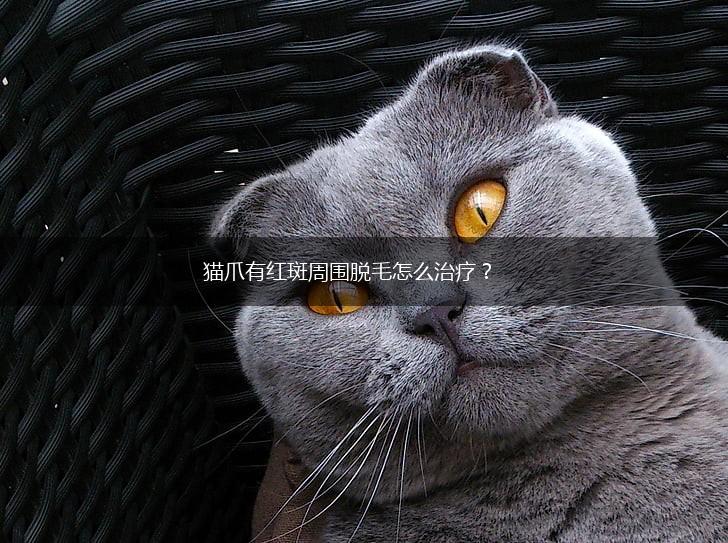 猫爪有红斑周围脱毛怎么治疗?,第1张 猫爪有红斑周围脱毛怎么治疗?,第1张
