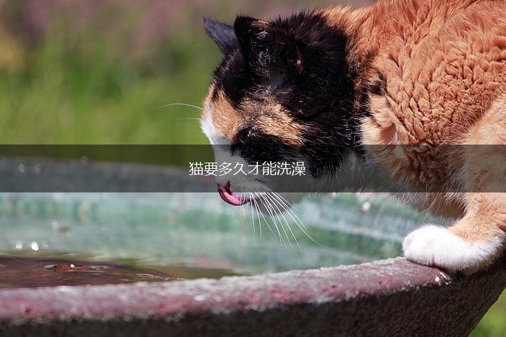 猫要多久才能洗澡,第1张 猫要多久才能洗澡,第1张