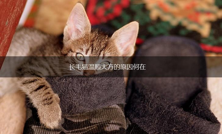 长毛猫温顺大方的原因何在,第1张