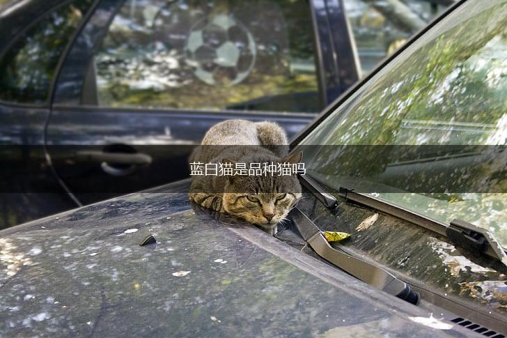 蓝白猫是品种猫吗,第1张