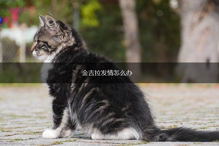 金吉拉发情怎么办,第1张