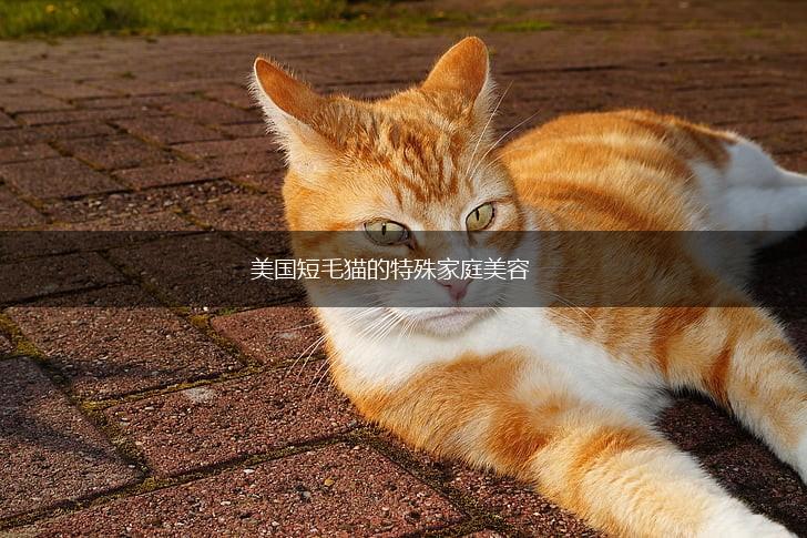 美国短毛猫的特殊家庭美容,第1张