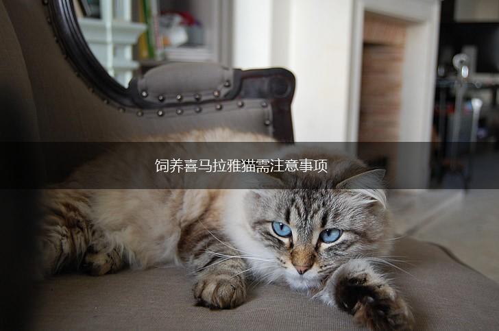 饲养喜马拉雅猫需注意事项,第1张