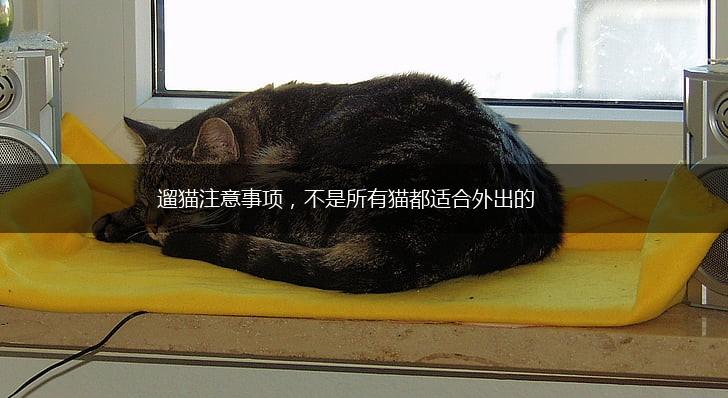 遛猫注意事项，不是所有猫都适合外出的,第1张