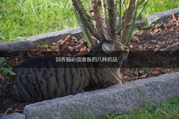 饲养猫必须准备的八种药品,第1张