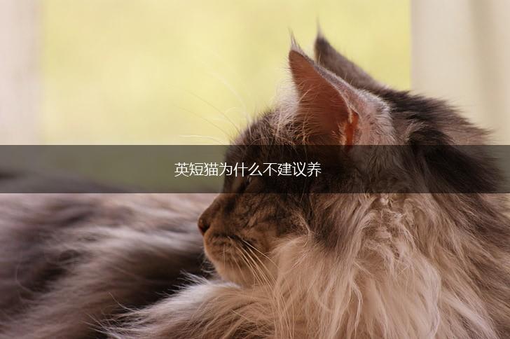 英短猫为什么不建议养,第1张