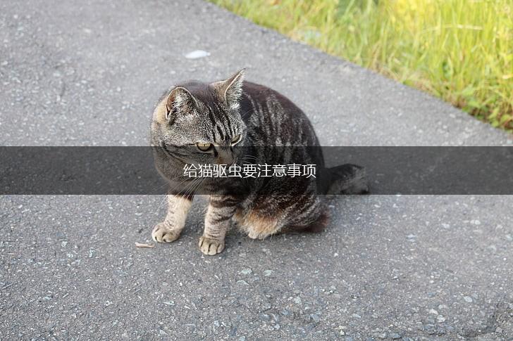 给猫驱虫要注意事项,第1张 给猫驱虫要注意事项,第1张
