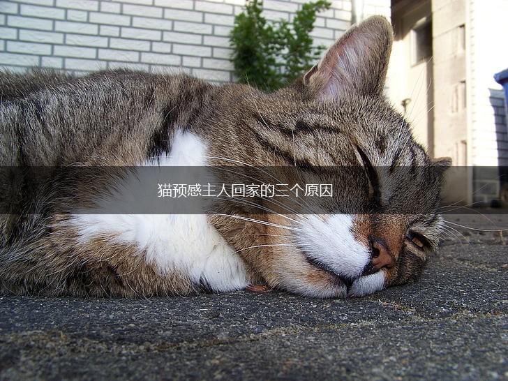 猫预感主人回家的三个原因,第1张 猫预感主人回家的三个原因,第1张