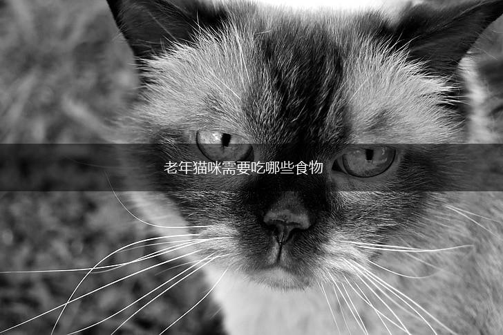 老年猫咪需要吃哪些食物,第1张