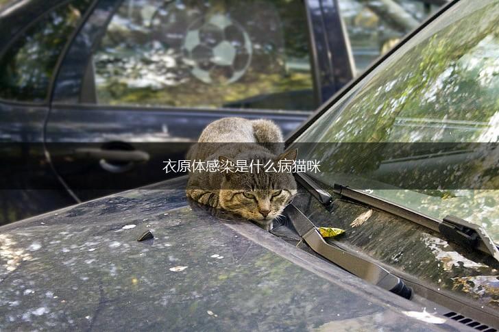 衣原体感染是什么病猫咪,第1张 衣原体感染是什么病猫咪,第1张