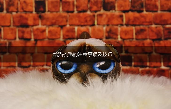 给猫梳毛的注意事项及技巧,第1张 给猫梳毛的注意事项及技巧,第1张