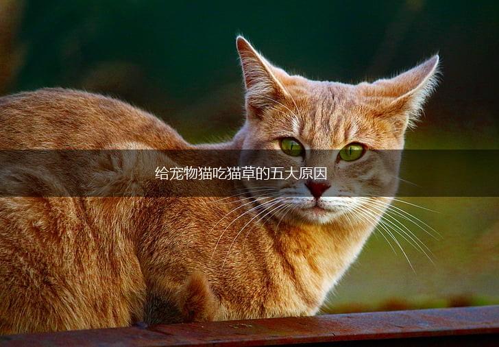 给宠物猫吃猫草的五大原因,第1张