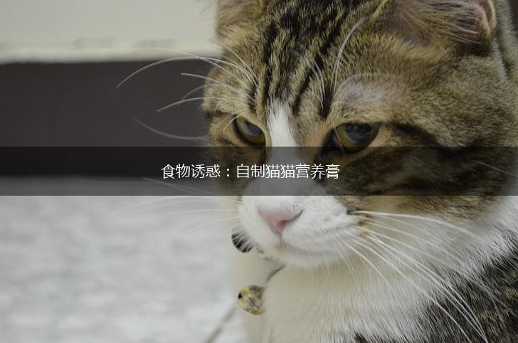 食物诱惑：自制猫猫营养膏,第1张