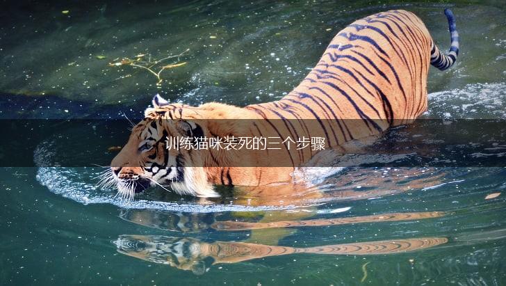 训练猫咪装死的三个步骤,第1张