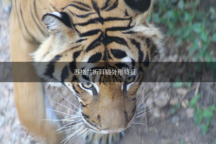 苏格兰折耳猫外形特征,第1张