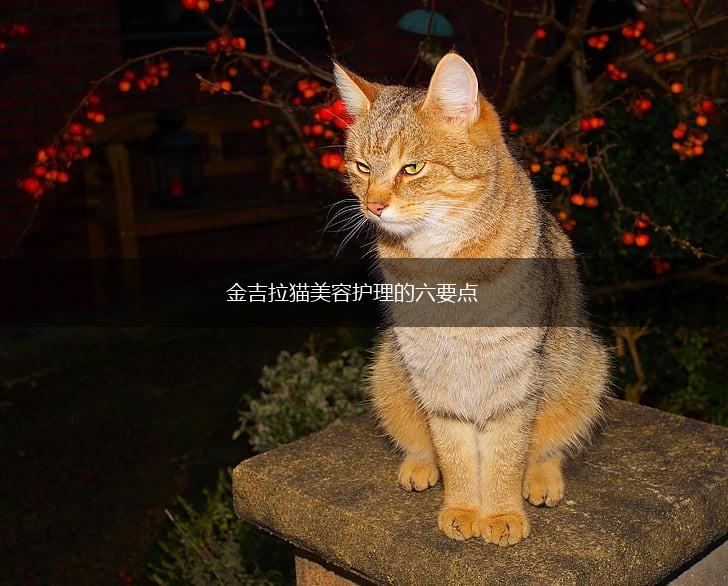 金吉拉猫美容护理的六要点,第1张