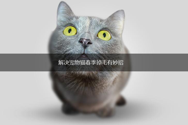 解决宠物猫春季掉毛有妙招,第1张