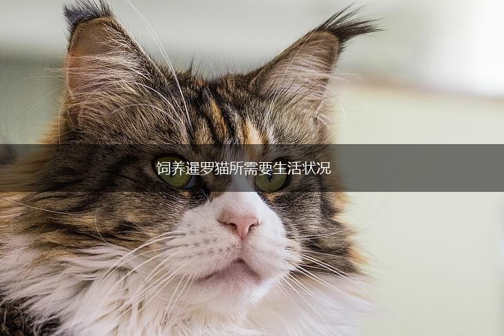 饲养暹罗猫所需要生活状况,第1张