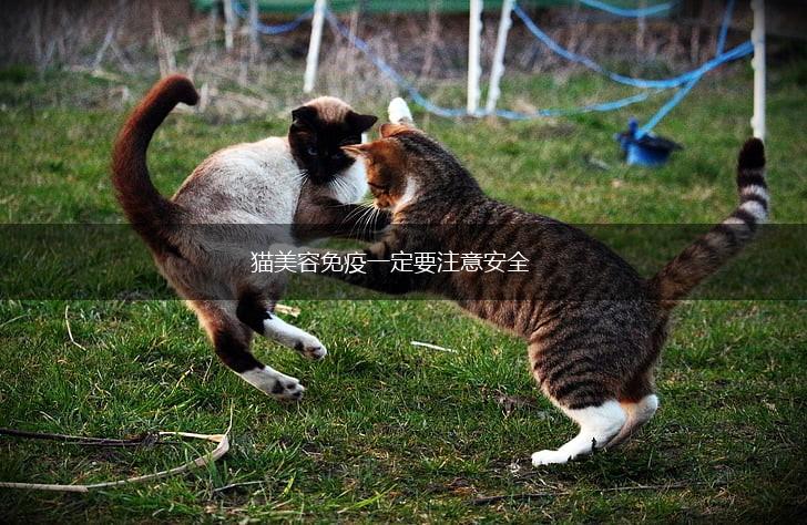 猫美容免疫一定要注意安全,第1张 猫美容免疫一定要注意安全,第1张