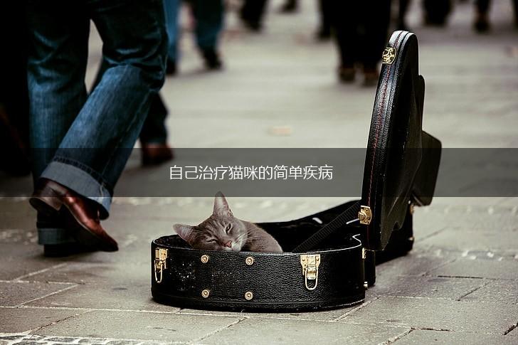 自己治疗猫咪的简单疾病,第1张 自己治疗猫咪的简单疾病,第1张