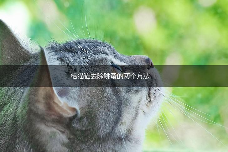 给猫猫去除跳蚤的两个方法,第1张