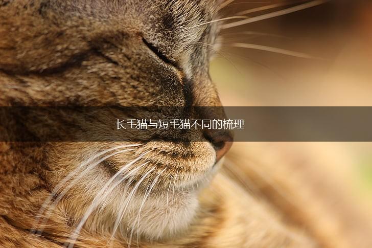 长毛猫与短毛猫不同的梳理,第1张